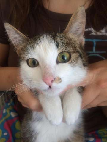 Спасите котенка Спасите котенка