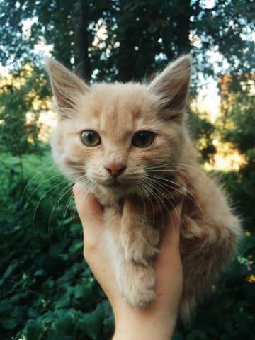 Нежнейший котенок в добрые руки! Нежнейший котенок в добрые руки!