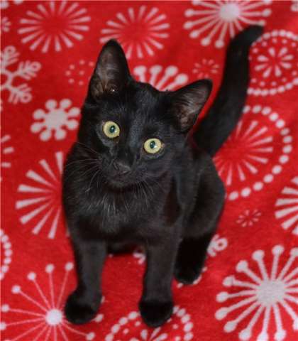 котенок Мурзик котенок Мурзик