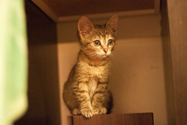 Котенок в дар Котенок в дар