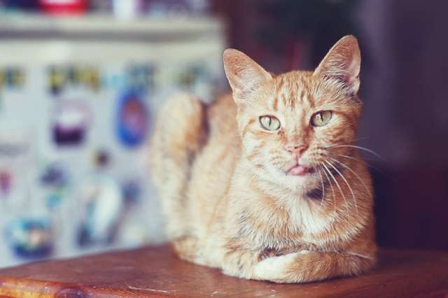 Кошка Тася ищет новых любимых хозяев Кошка Тася ищет новых любимых хозяев