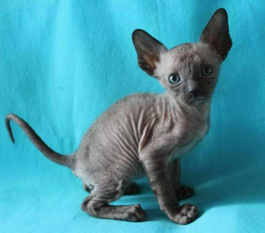 Корниш рекс - кудрявые котята. Корниш рекс - кудрявые котята.