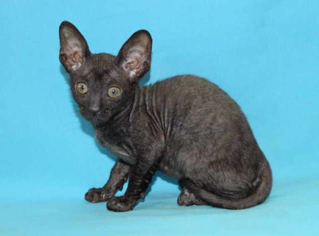 Корниш рекс - кудрявые котята. Корниш рекс - кудрявые котята.