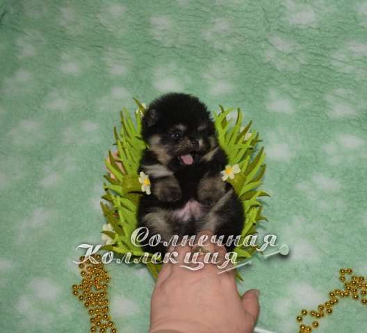 Продаётся карликовый померанчик шпицуля Оnly you in my heart Продаётся карликовый померанчик шпицуля Оnly you in my heart