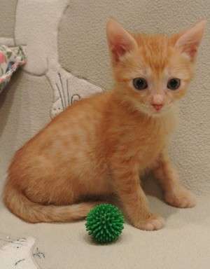 Рыжий котенок-тигренок Рыжий котенок-тигренок