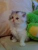 чудесный персидский котёнок черепахового окраса