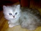 персидский котёнок окраса серебристая шиншилла