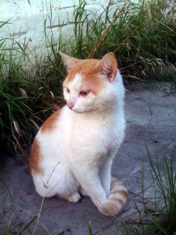 Отдам котика Отдам котика
