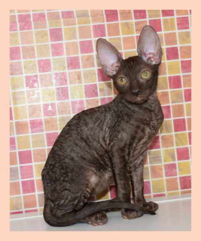 Корниш рекс - кудрявые котята. Корниш рекс - кудрявые котята.