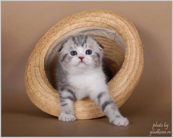 Породистые котята Породистые котята