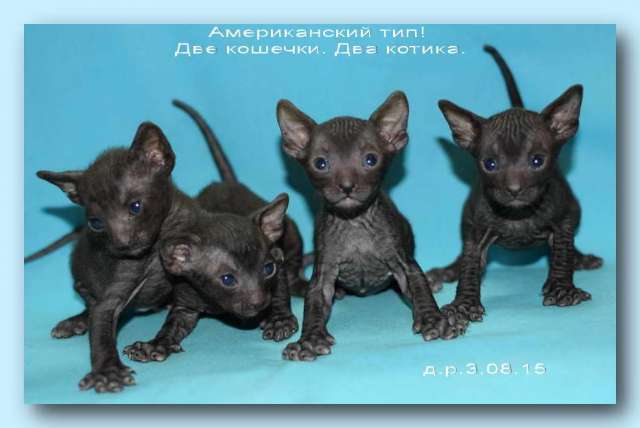 Корниш рекс - кудрявые котята. Корниш рекс - кудрявые котята.