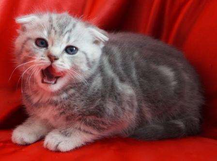 Шотландская вислоухая кошечка Шотландская вислоухая кошечка