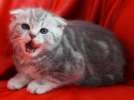 Шотландская вислоухая кошечка