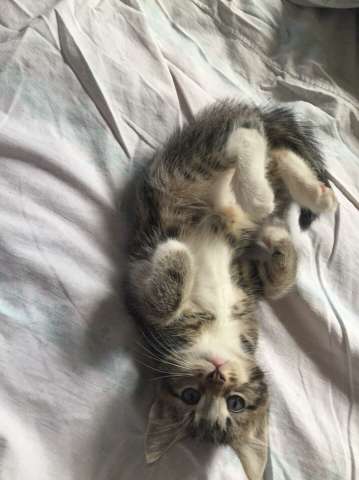 Котят в хорошие руки Котят в хорошие руки