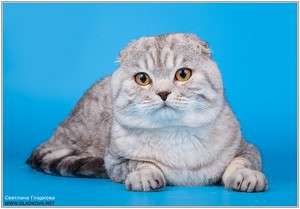 Вислоухий кот для вязки Вислоухий кот для вязки