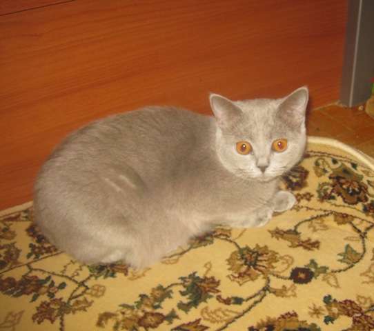 Клубные подрощенные и маленькие котята питомника"sweettoy" Клубные подрощенные и маленькие котята питомника"sweettoy"