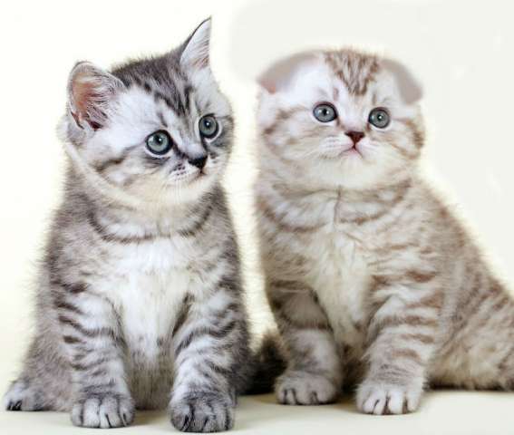 Котята-британцы и шотландцы Котята-британцы и шотландцы