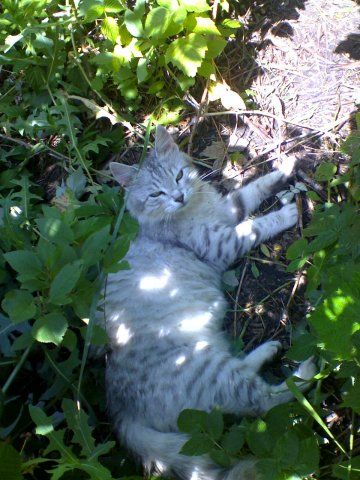 Отдам котят сибирских Отдам котят сибирских