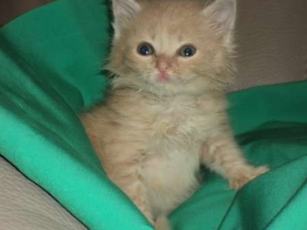 Отдам в хорошие руки котенка Отдам в хорошие руки котенка