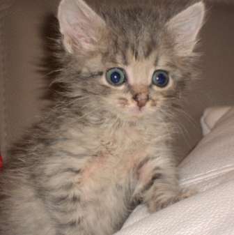 Котенок ищет хозяина. Котенок ищет хозяина.