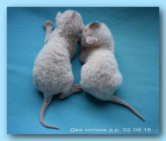 Корниш рекс - кудрявые котята. Корниш рекс - кудрявые котята.