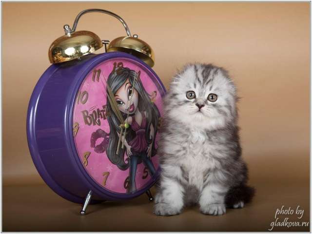 Котята породы шотландской Котята породы шотландской