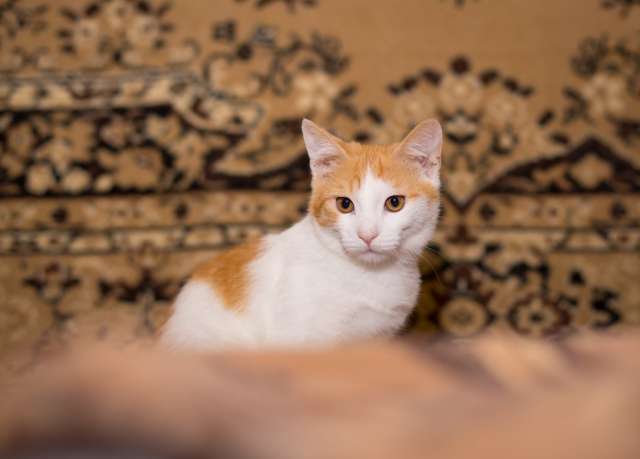 Милый котик Рыжик ищет дом Милый котик Рыжик ищет дом