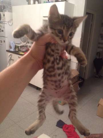 Котята в добрые заботливые руки Котята в добрые заботливые руки