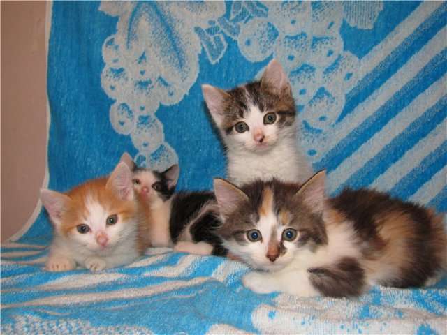 Котята разных окрасов в дар, с доставкой к вам. Котята разных окрасов в дар, с доставкой к вам.