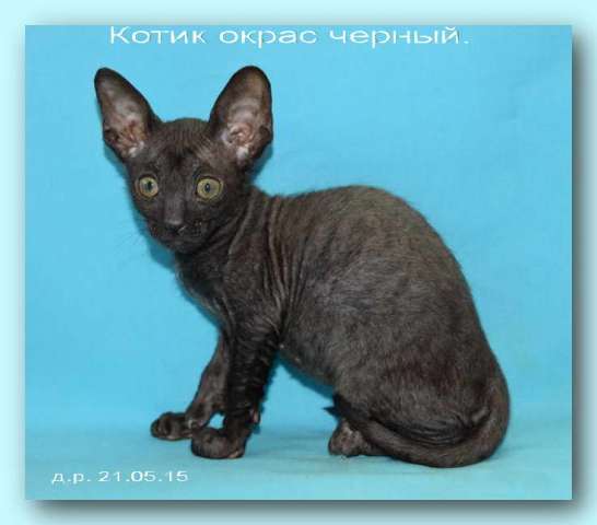 Корниш рекс - кудрявые котята. Корниш рекс - кудрявые котята.