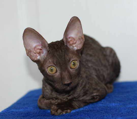 Корниш рекс - кудрявые котята. Корниш рекс - кудрявые котята.