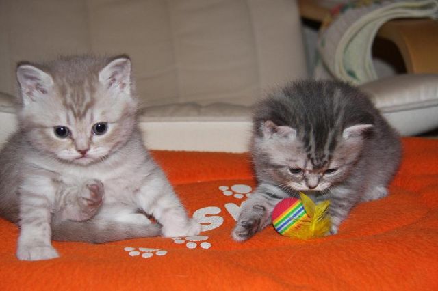 Элитные котята! Элитные котята!