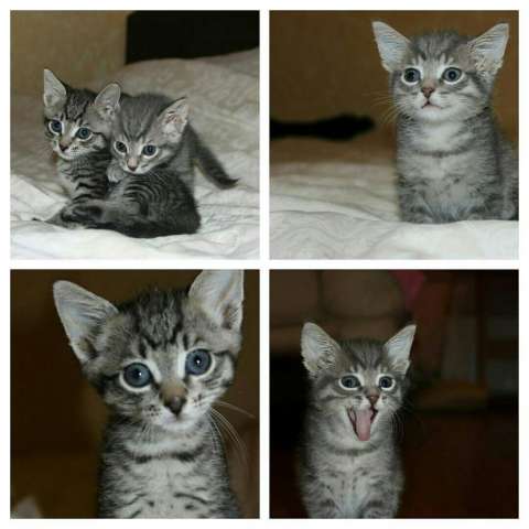 Котята Котята