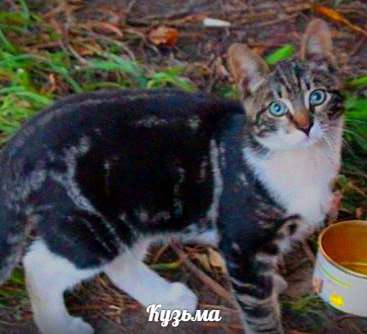 Котята в добрые руки Котята в добрые руки