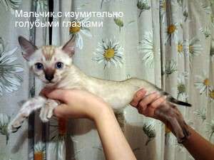 Бенгальские котята Бенгальские котята