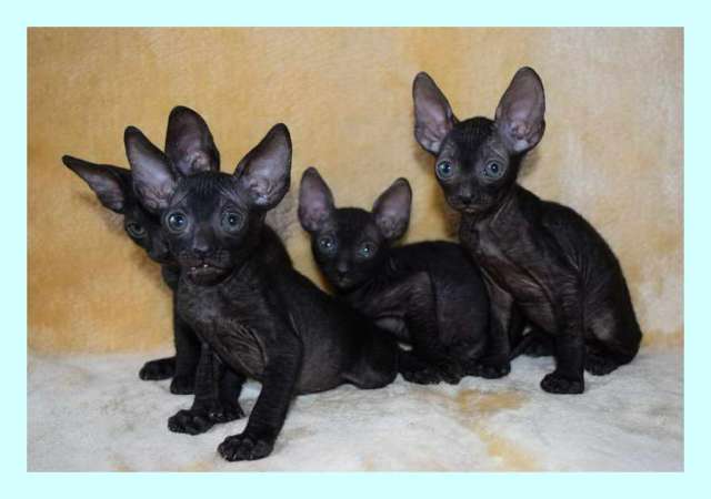 Корниш рекс - кудрявые котята. Корниш рекс - кудрявые котята.