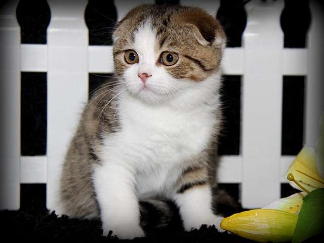 Бесподобные котята из питомника Бесподобные котята из питомника