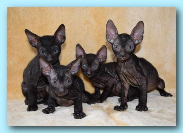 Корниш рекс - кудрявые котята. Корниш рекс - кудрявые котята.
