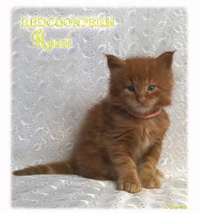 Котенок Мейн Кун красный солид Котенок Мейн Кун красный солид