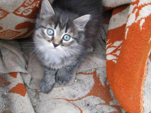 Отдам котят Отдам котят