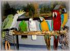 Гостиница для попугаев, приют для птиц, передежка птиц, попугаев, канареек