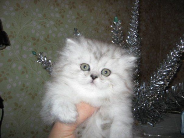приму в дар котенка.... приму в дар котенка....