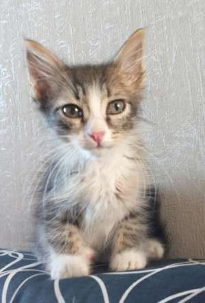 Кошечка ищет семью Кошечка ищет семью
