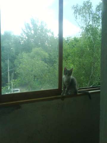 Котенок Хлам ищет дом! Котенок Хлам ищет дом!