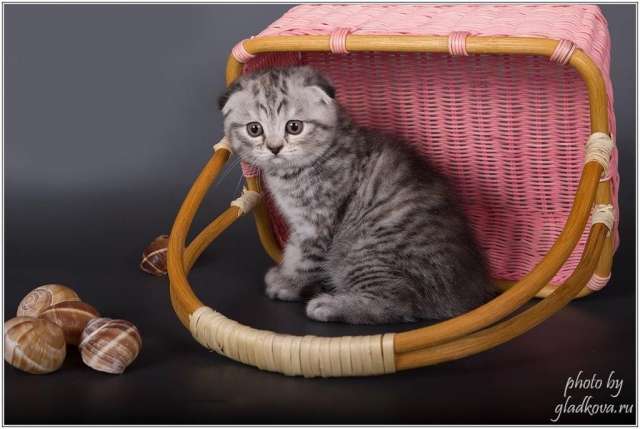 Котята для вашего благополучия Котята для вашего благополучия