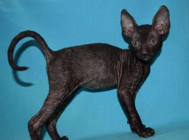Корниш рекс - кудрявые котята. Корниш рекс - кудрявые котята.