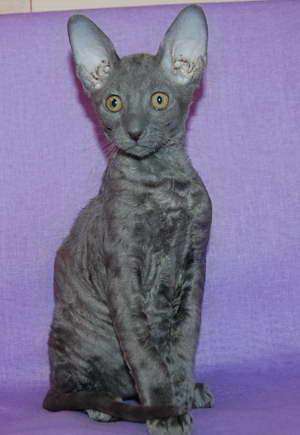 Корниш рекс - кудрявые котята. Корниш рекс - кудрявые котята.