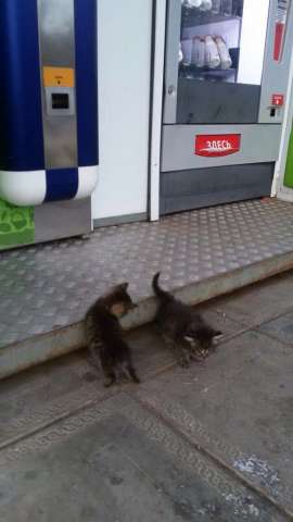 Котята Котята