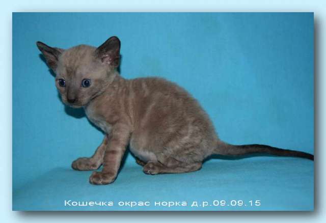 Корниш рекс - кудрявые котята. Корниш рекс - кудрявые котята.