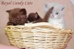 Британские котята. лиловые и шоколадные